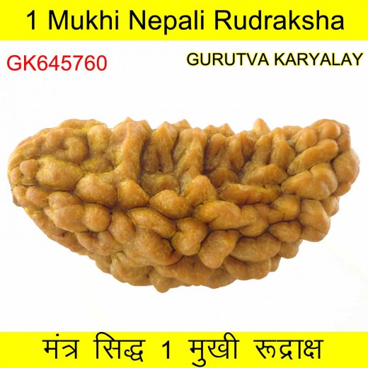 34.12 MM Ek Mukhi Rudraksha