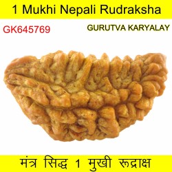 34.12 MM Ek Mukhi Rudraksha