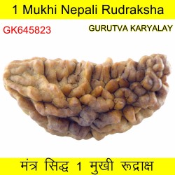 36.01 MM 1 Mukhi Rudraksh One Face Rudraksh