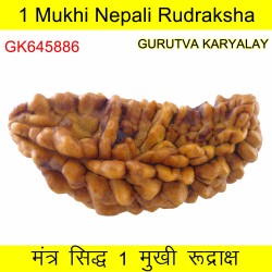 36.46 MM Ek Mukhi Rudraksha