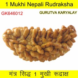 34.66 MM Ek Mukhi Rudraksha