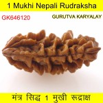 34.66 MM Ek Mukhi Rudraksha
