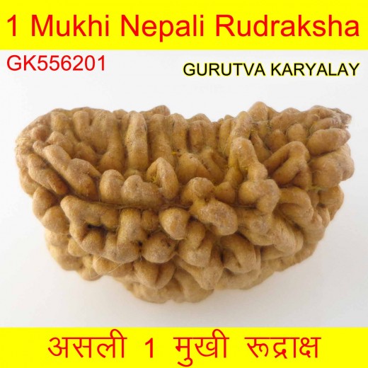 33.73 MM Ek Mukhi Rudraksha