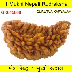37.36 MM 1 Mukhi Rudraksh One Face Rudraksh