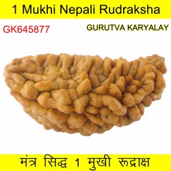 38.71 MM 1 Mukhi Rudraksh One Face Rudraksh