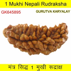 36.46 MM 1 Mukhi Rudraksh One Face Rudraksh