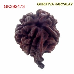 26.48 MM Nepali Ganesha Rudraksh Beads