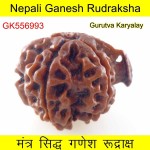 24.04 MM Nepali Ganesha Rudraksh Beads