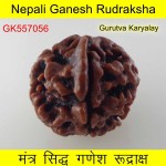 25.57 MM Nepali Ganesha Rudraksh Beads