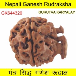 26.29 MM Nepali Ganesha Rudraksh Beads