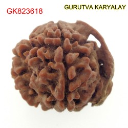 24.62 MM Nepali Ganesha Rudraksh Beads
