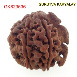24.53 MM Nepali Ganesha Rudraksh Beads