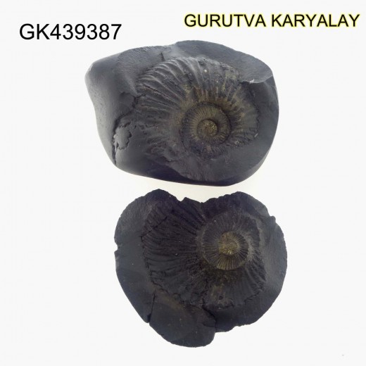 149 Gram Shaligram | Two Chakra Salagrama stone Gandaki River Nepal 