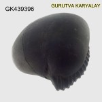 225 Gram Shaligram | Two Chakra Salagrama stone Gandaki River Nepal 