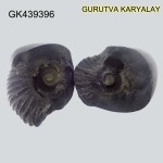 225 Gram Shaligram | Two Chakra Salagrama stone Gandaki River Nepal 