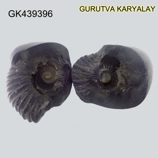 225 Gram Shaligram | Two Chakra Salagrama stone Gandaki River Nepal 