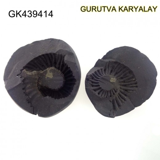 145 Gram Shaligram | Two Chakra Salagrama stone Gandaki River Nepal 