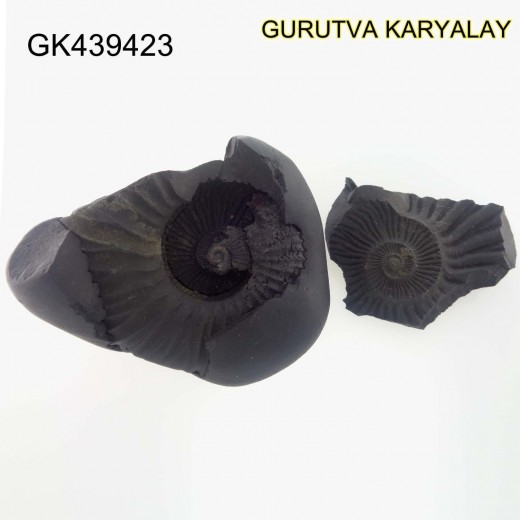 118 Gram Shaligram | Two Chakra Salagrama stone Gandaki River Nepal 