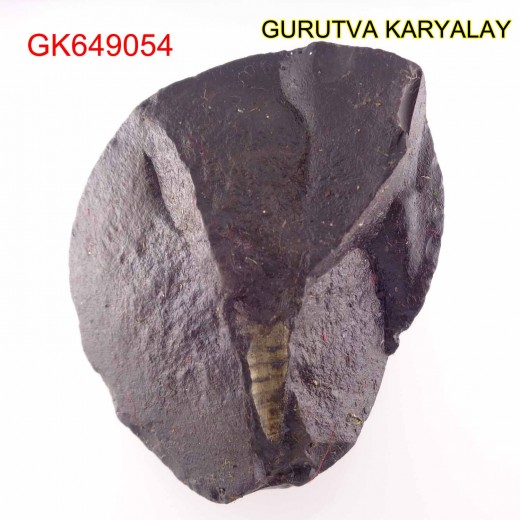 124 Gram Shaligram  With Natural Marks Salagrama stone Gandaki River Nepal 