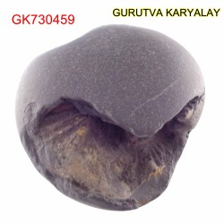 60 Gram Shaligram | Two Chakra Salagrama stone Gandaki River Nepal 