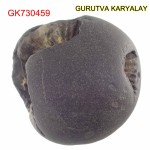 60 Gram Shaligram | Two Chakra Salagrama stone Gandaki River Nepal 