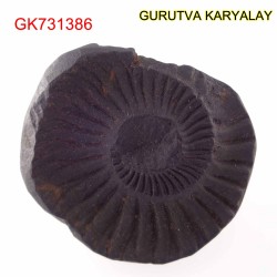 24 Gram Shaligram  With Natural Marks Salagrama stone Gandaki River Nepal 