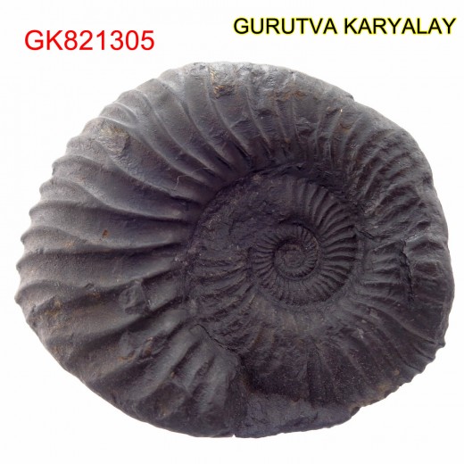 39 Gram Shaligram  With Chakra Circular Marks