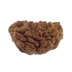 Ek Mukhi Rudraksha 32.45 MM