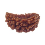 Ek Mukhi Rudraksha 28.10 MM