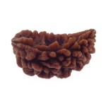 Ek Mukhi Rudraksha 28.10 MM