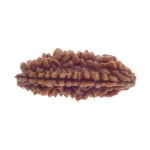 Ek Mukhi Rudraksha 28.65 MM