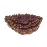 Ek Mukhi Rudraksha 28.65 MM