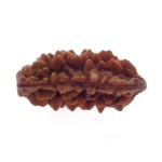 Ek Mukhi Rudraksha 26.50 MM