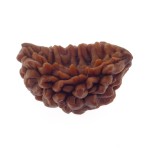 Ek Mukhi Rudraksha 26.50 MM