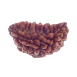 Ek Mukhi Rudraksha 26.50 MM