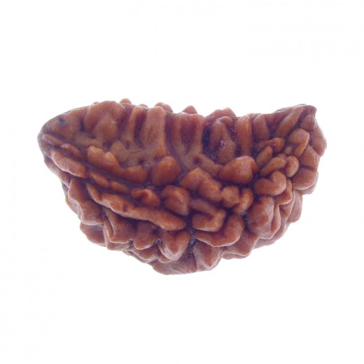 Ek Mukhi Rudraksha 26.50 MM