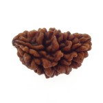 Ek Mukhi Rudraksha 27.30 MM