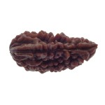 Ek Mukhi Rudraksha 27.70 MM