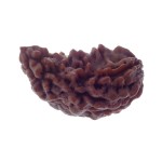 Ek Mukhi Rudraksha 27.70 MM