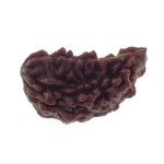 Ek Mukhi Rudraksha 27.70 MM