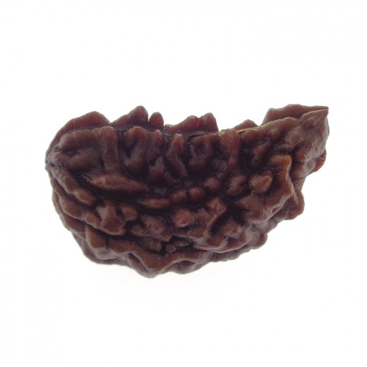 Ek Mukhi Rudraksha 27.70 MM
