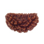 Ek Mukhi Rudraksha 28.40 MM