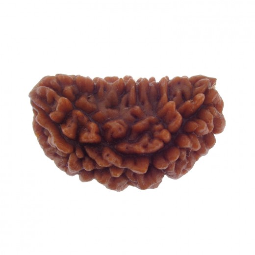 Ek Mukhi Rudraksha 28.40 MM