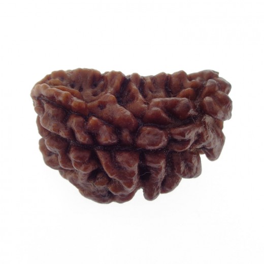 Ek Mukhi Rudraksha 28.65 MM