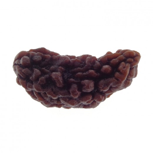 Ek Mukhi Rudraksha 27.95 MM