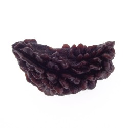 Ek Mukhi Rudraksha 29.91 MM
