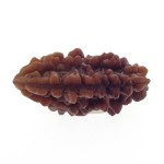Ek Mukhi Rudraksha 25.80 MM