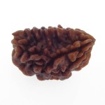 Ek Mukhi Rudraksha 25.80 MM