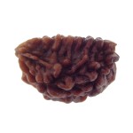 Ek Mukhi Rudraksha 25.80 MM
