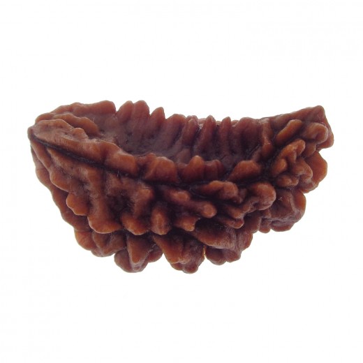 Ek Mukhi Rudraksha 27.75 MM